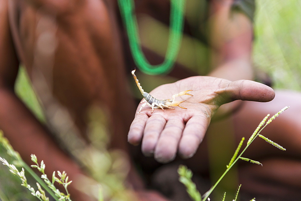 close up of Bushman holding scorpion, Botswana