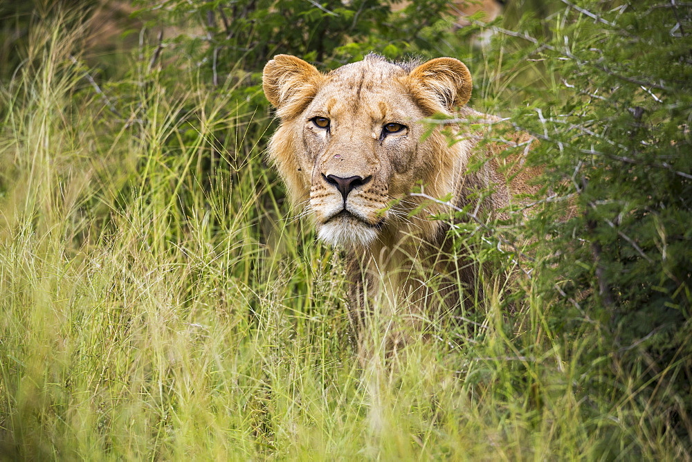 A female lion partially hidden in long grass