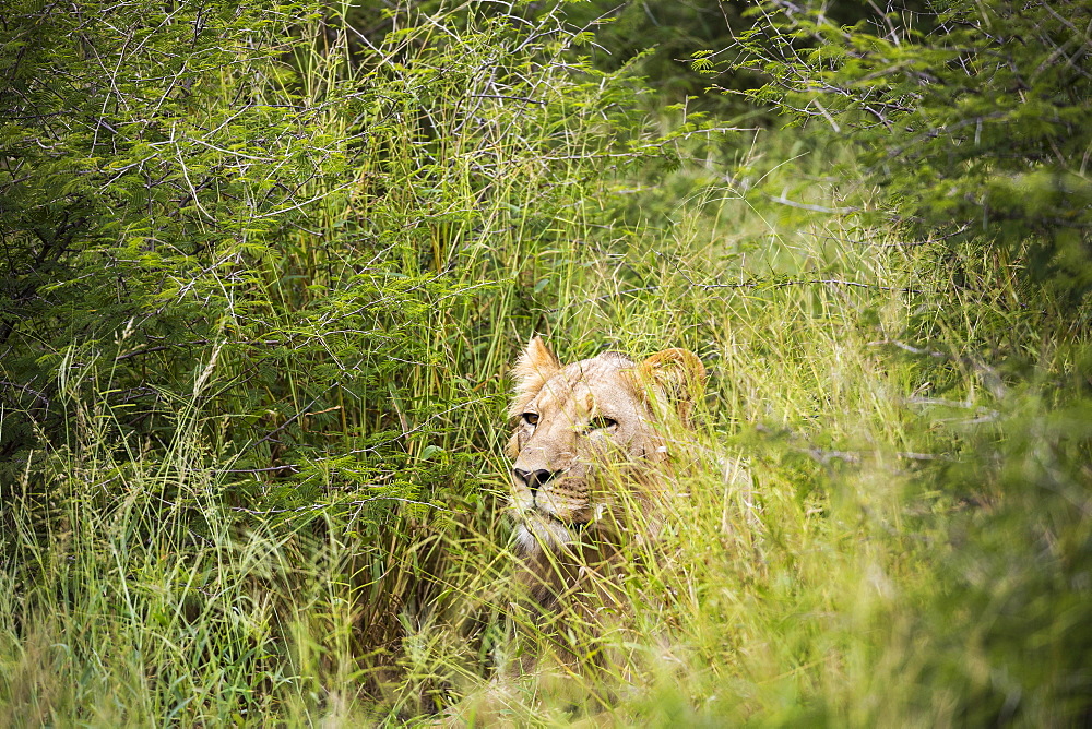 A female lion partially hidden in long grass