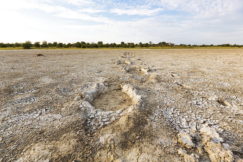elephant footprints, Nxai Pan, Botswana