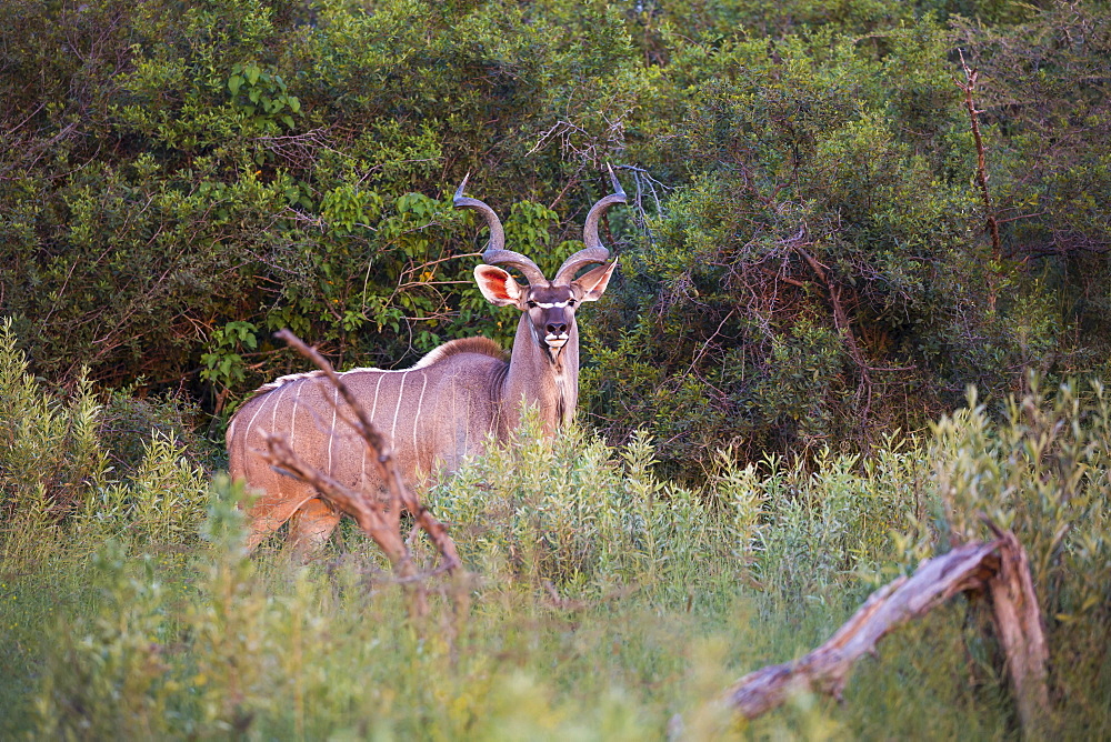 kudu at sunset, Botswana