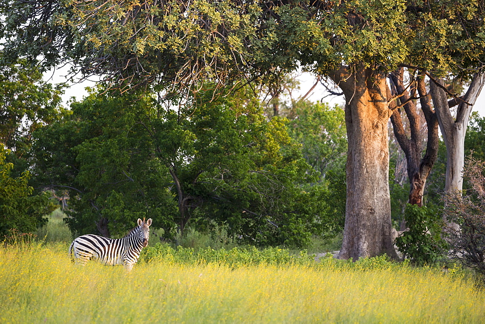 A group of zebra in long grass at sunset
