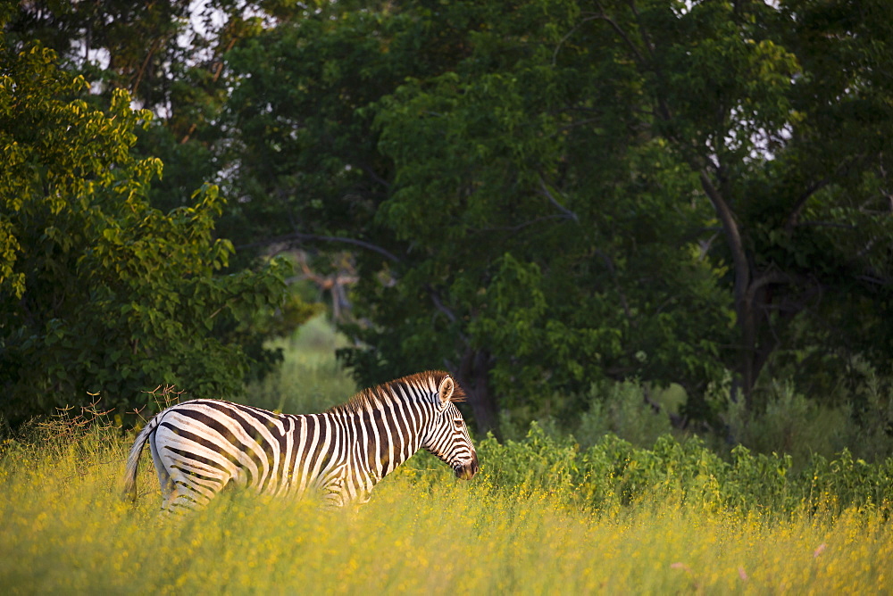 A group of zebra in long grass at sunset