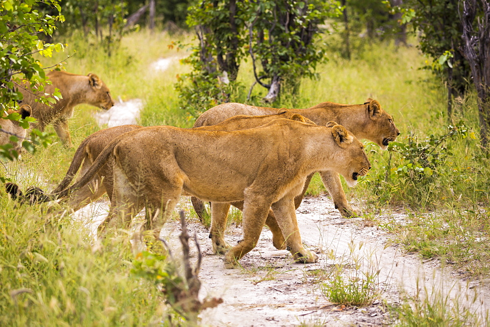 A pride of female lions crossing a dirt track, Botswana