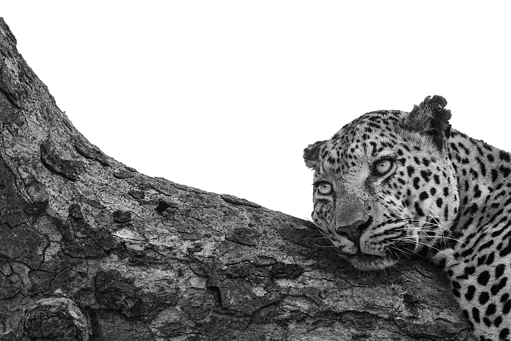 A leopard, Panthera pardus, lies down on a branch, looking out of frame, black and white, whited out background, Sabi Sands, Greater Kruger National Park, South Africa