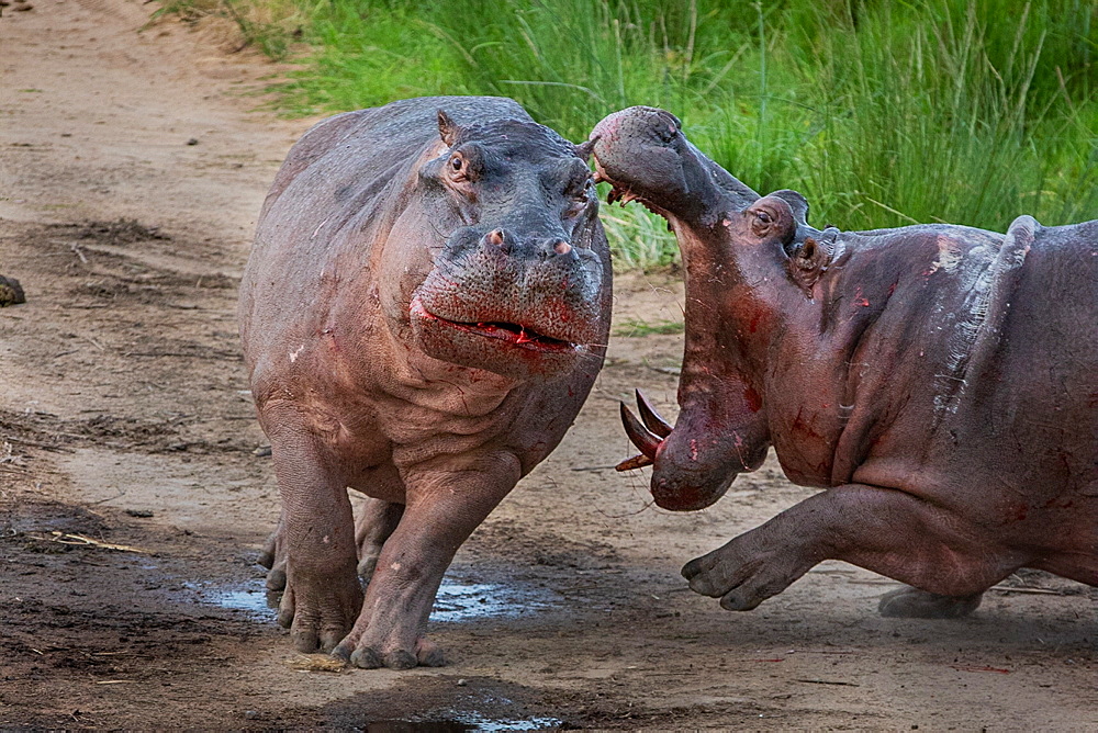 Two hippos, Hippopotamus amphibius, fight on land, mouth open, blood visible, Sabi Sands, Greater Kruger National Park, South Africa