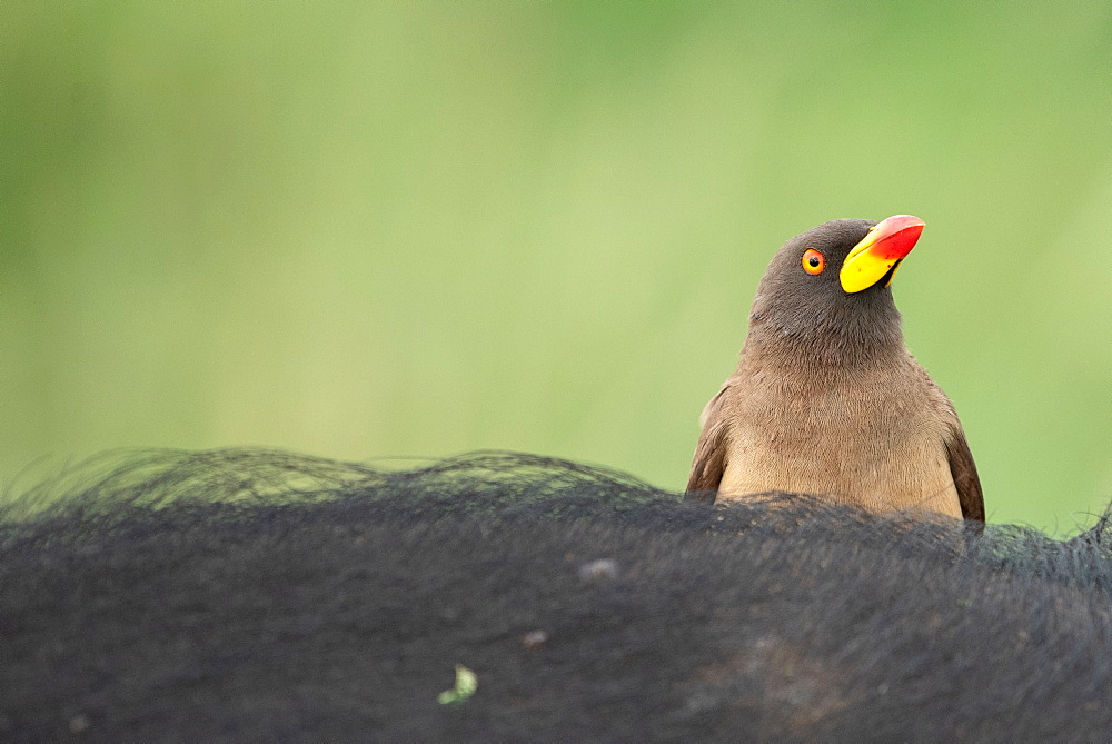 A yellow-billed oxpecker, Buphagus africanus, perches on an animal, green background, Sabi Sands, Greater Kruger National Park, South Africa