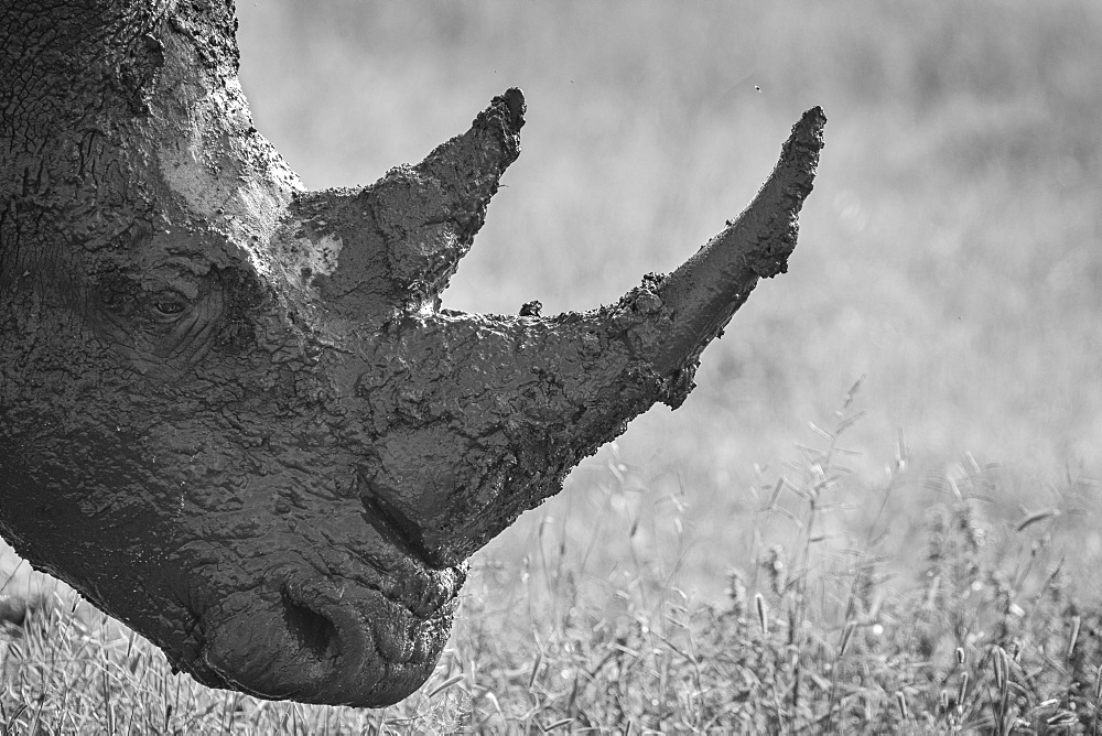 A close up of the head of a white rhino, Ceratotherium simum, covered in mud, side profile, black and white, Sabi Sands, Greater Kruger National Park, South Africa