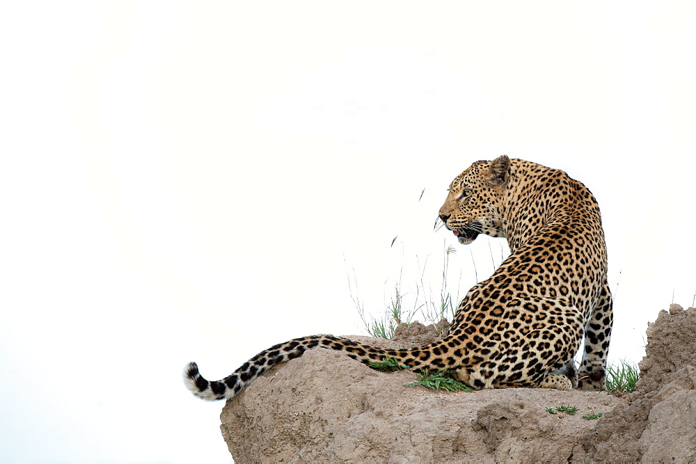 A leopard, Panthera pardus, sits on a termite mound, looking over shoulder, looking out of frame, white background, Sabi Sands, Greater Kruger National Park, South Africa