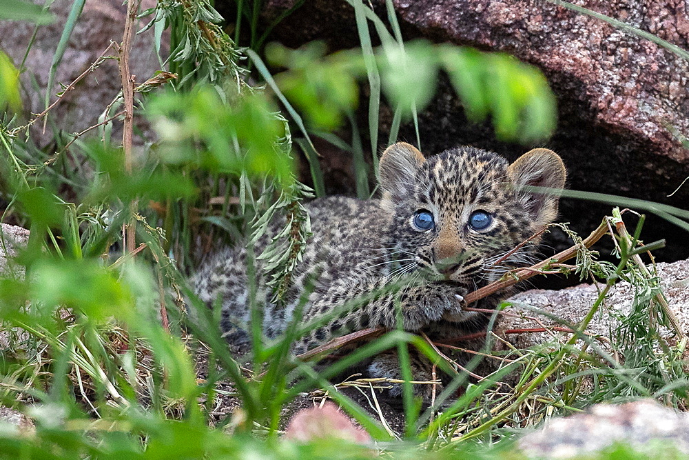 A leopard cub, Panthera pardus, lies in between grass, looking out of frame, blue eyes, Sabi Sands, Greater Kruger National Park, South Africa