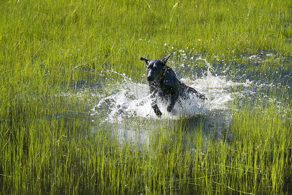 A black Labrador dog bounding through shallow water, Uinta National Forest, Utah, USA