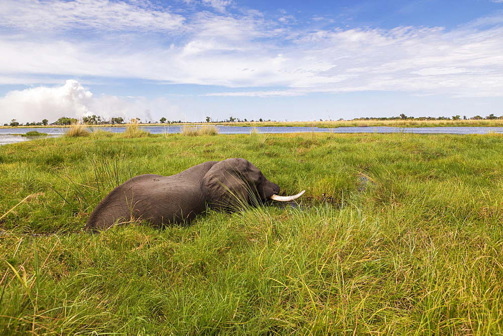 A mature elephant with tusks wading through water and reeds, Okavango Delta, Botswana