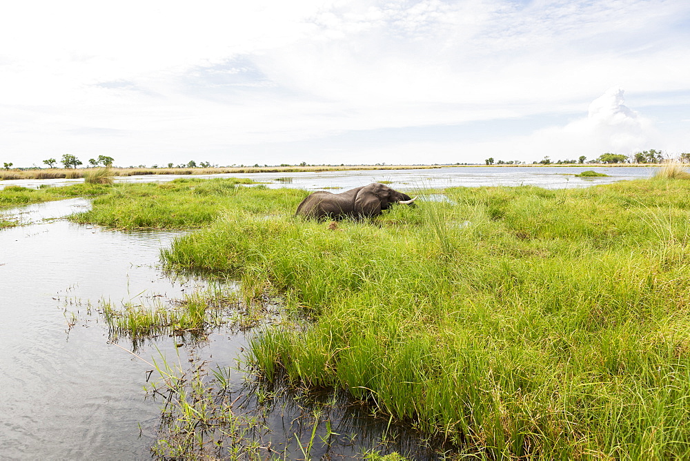 A mature elephant with tusks wading through water and reeds, Okavango Delta, Botswana