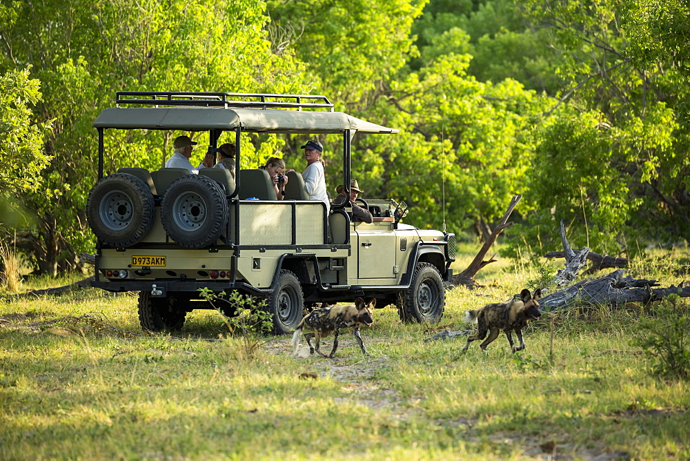 Passengers in a safari jeep observing a pack of wild dogs in woodland, Okavango Delta, Botswana