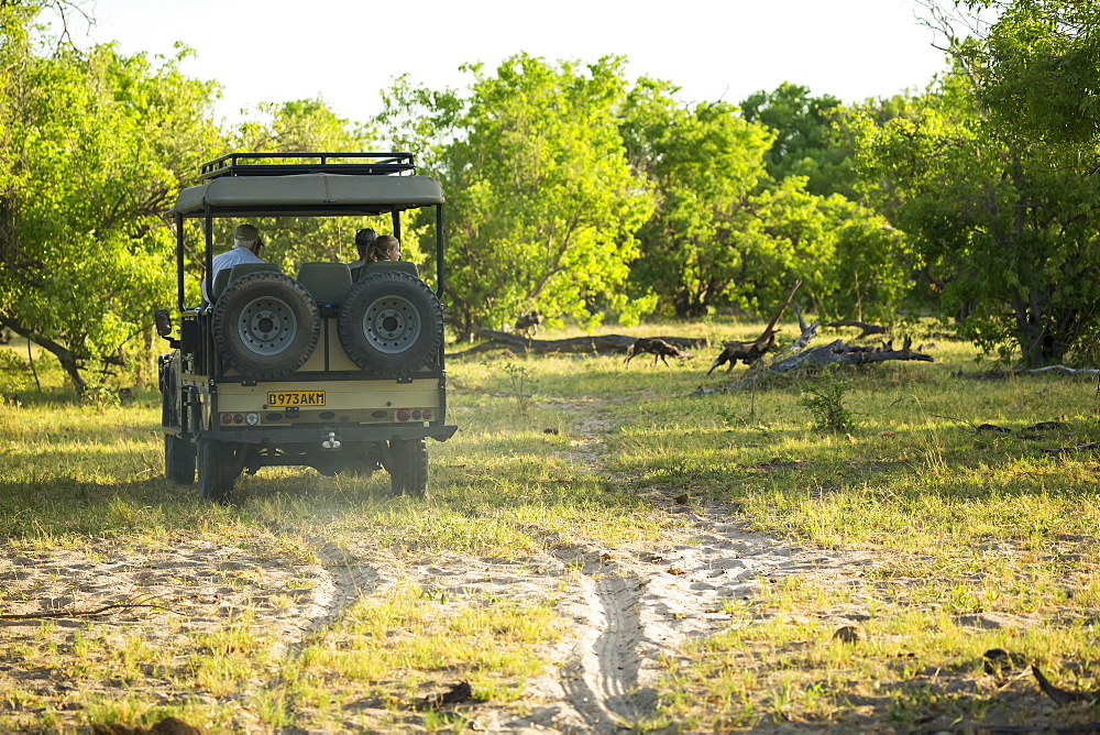 Tourists in a safari jeep observing a pack of wild dogs in woodland, Okavango Delta, Botswana