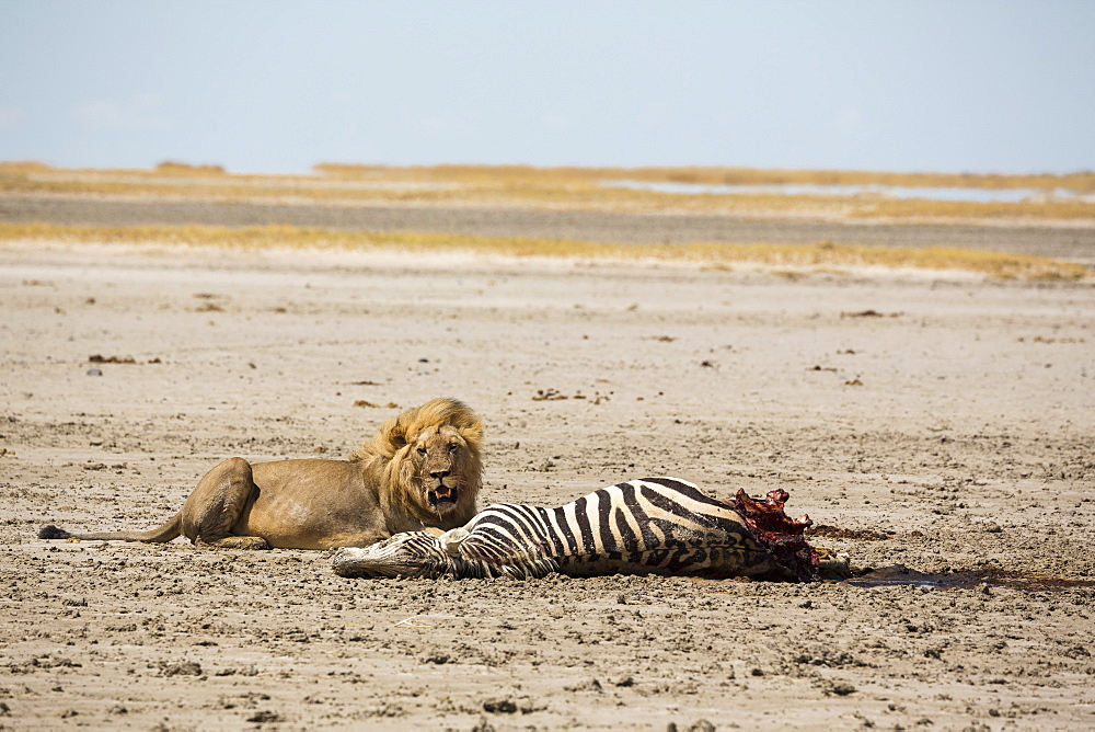 An adult male lion and a kill, a dead Burchell's Zebra, Kalahari Desert, Botswana