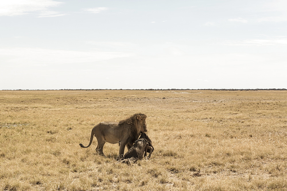 Male lion and dead wildebeest, Kalahari Desert, Botswana