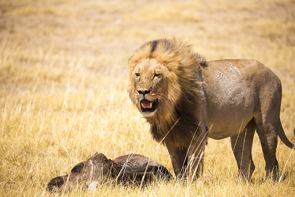 Male lion and dead wildebeest, Kalahari Desert, Botswana