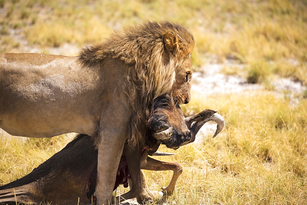 Male lion and dead wildebeest, Kalahari Desert, Botswana