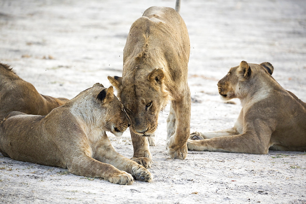 A pride of female lions, Okavango Delta, Botswana