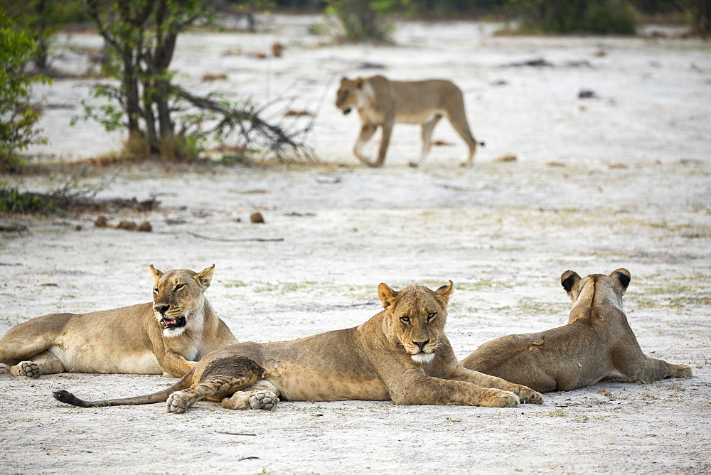 A pride of female lions resting, Okavango Delta, Botswana