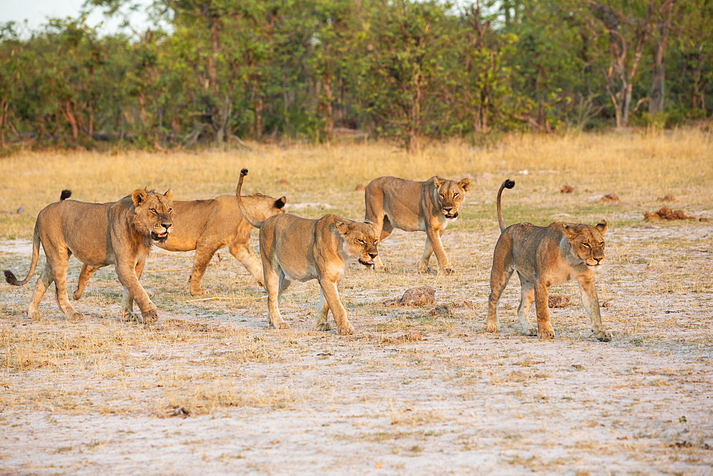 A pride of female lions walking across open space at sunset, Okavango Delta, Botswana