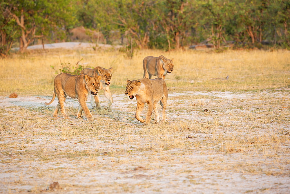 A pride of female lions walking across open space at sunset, Okavango Delta, Botswana