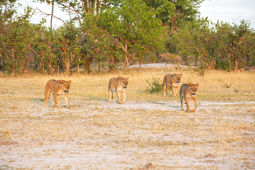 A pride of female lions walking across open space at sunset, Okavango Delta, Botswana