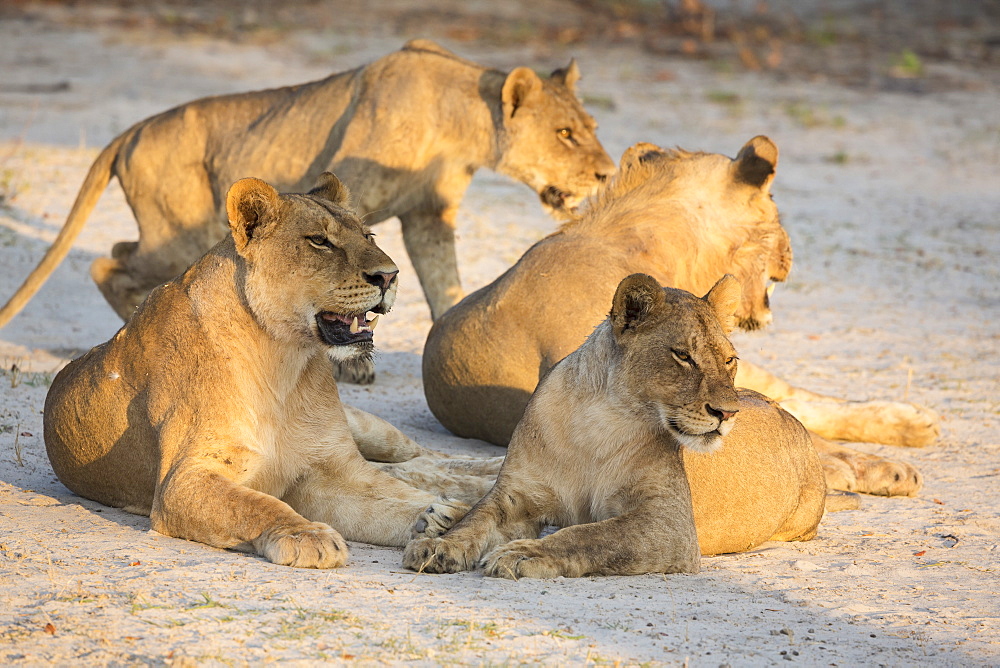 A pride of female lions lying resting at sunset, Okavango Delta, Botswana