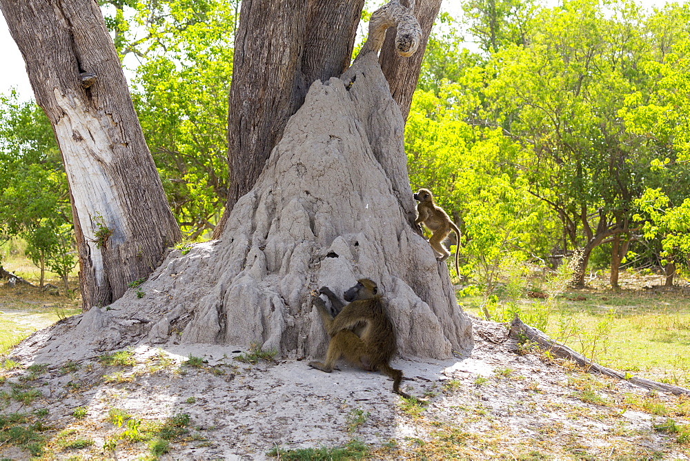 A family of baboons under the trees near a termite mound in a game reserve