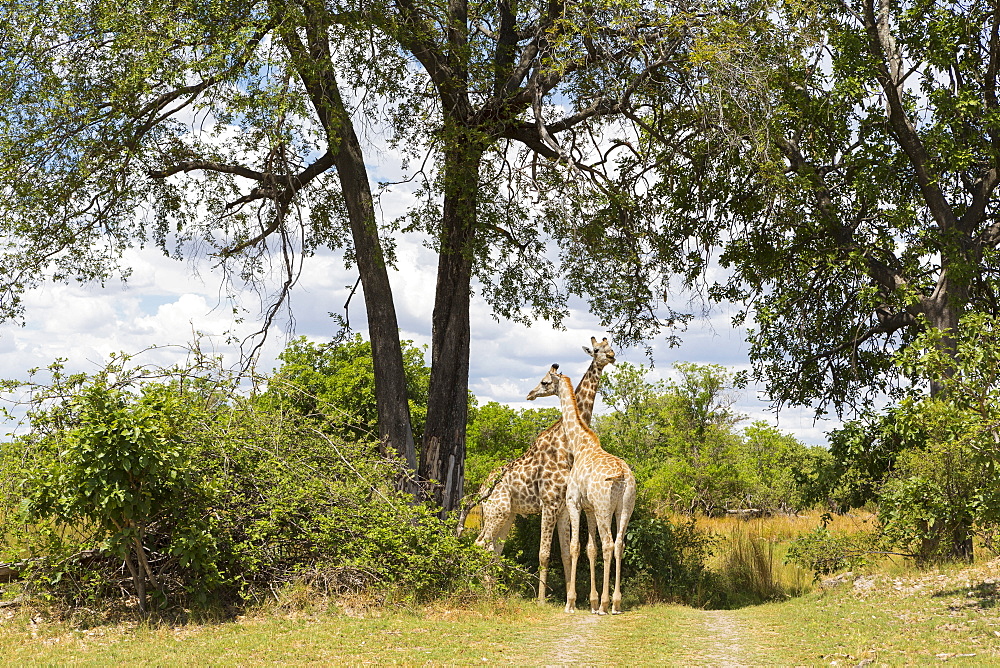A pair of giraffe under trees, Moremi Game Reserve, Botswana