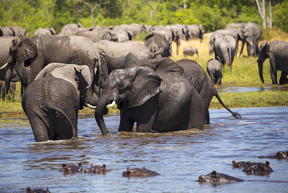 A group of hippopotamus in the water and a herd of elephants gathering at water hole