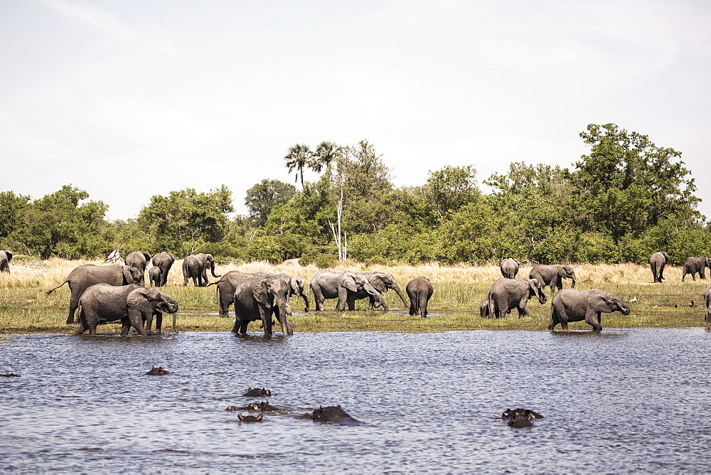 A group of hippopotamus in the water and a herd of elephants gathering at water hole