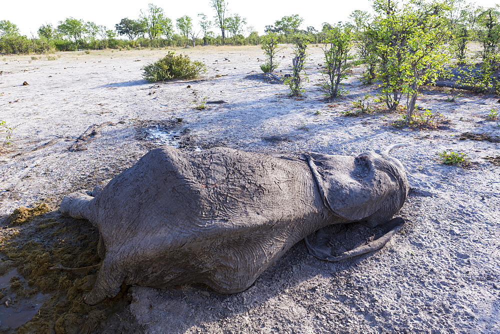 A dead elephant carcass lying in the bush