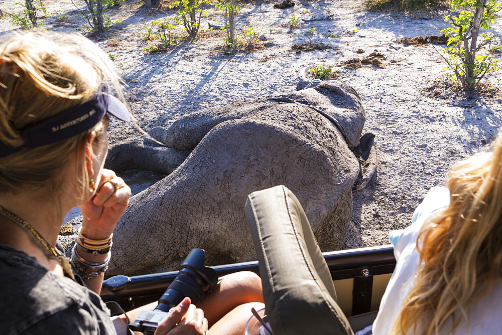 Two people in a jeep looking at a dead elephant carcass