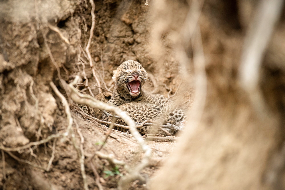 Newly born leopard cubs, Panthera pardus, lie together between roots and mud walls, one cub opens it mouth with closed eyes, Sabi Sands, Greater Kruger National Park, South Africa