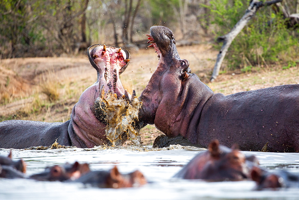 Two hippos, Hippopotamus amphibius, open their mouths while fighting in water, teeth and blood visible, Sabi Sands, Greater Kruger National Park, South Africa