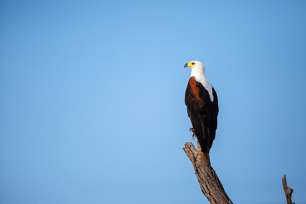 A fish eagle, Haliaeetus vocifer, perches on a dead branch, looking out of frame, blue sky background, Sabi Sands, Greater Kruger National Park, South Africa