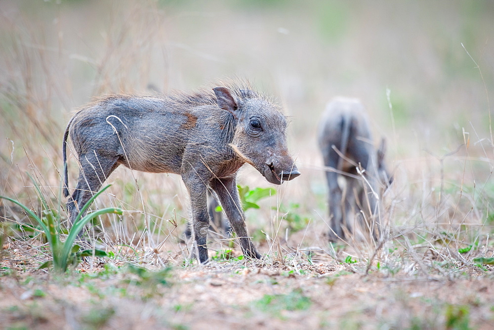 A warthog piglet, Phacochoerus africanus, stands in short grass, ears back, Sabi Sands, Greater Kruger National Park, South Africa