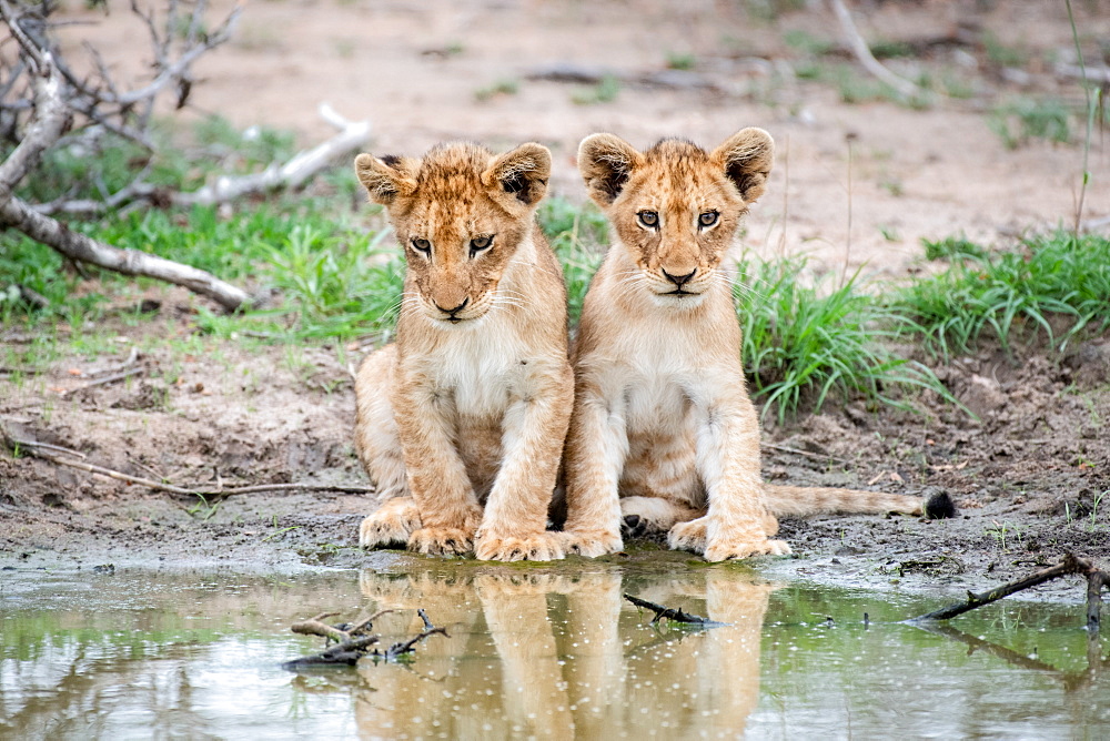 Two lion cubs, Panthera leo, sit together at the edge of a water hole, reflections in water, Sabi Sands, Greater Kruger National Park, South Africa