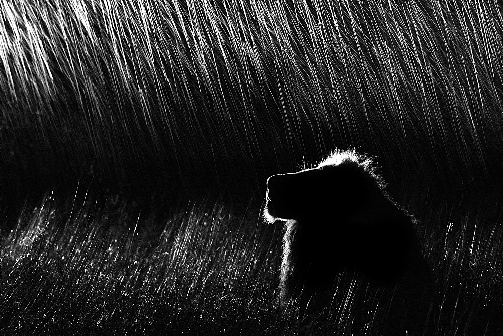 A side profile of a male lion, Panthera leo, lying in tall grass, looking up, at night, lit up by spotlight, in black and white, Sabi Sands, Greater Kruger National Park, South Africa