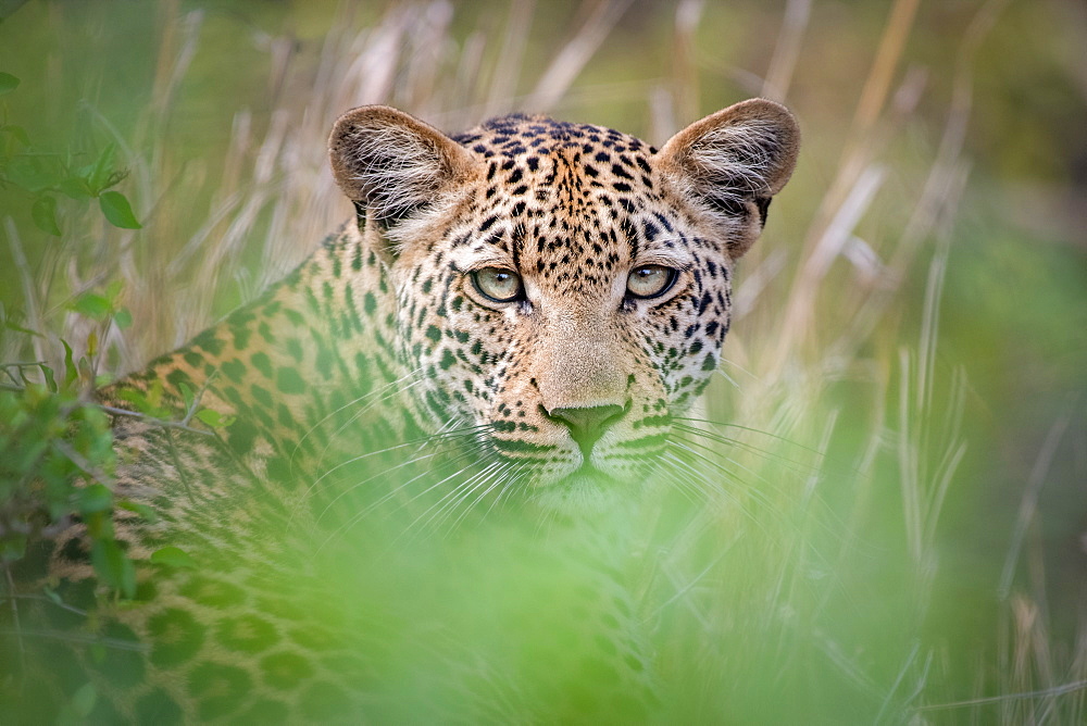 A leopard, Panthera pardus, lies in the grass, direct gaze, ears up, greenery in foreground, Sabi Sands, Greater Kruger National Park, South Africa