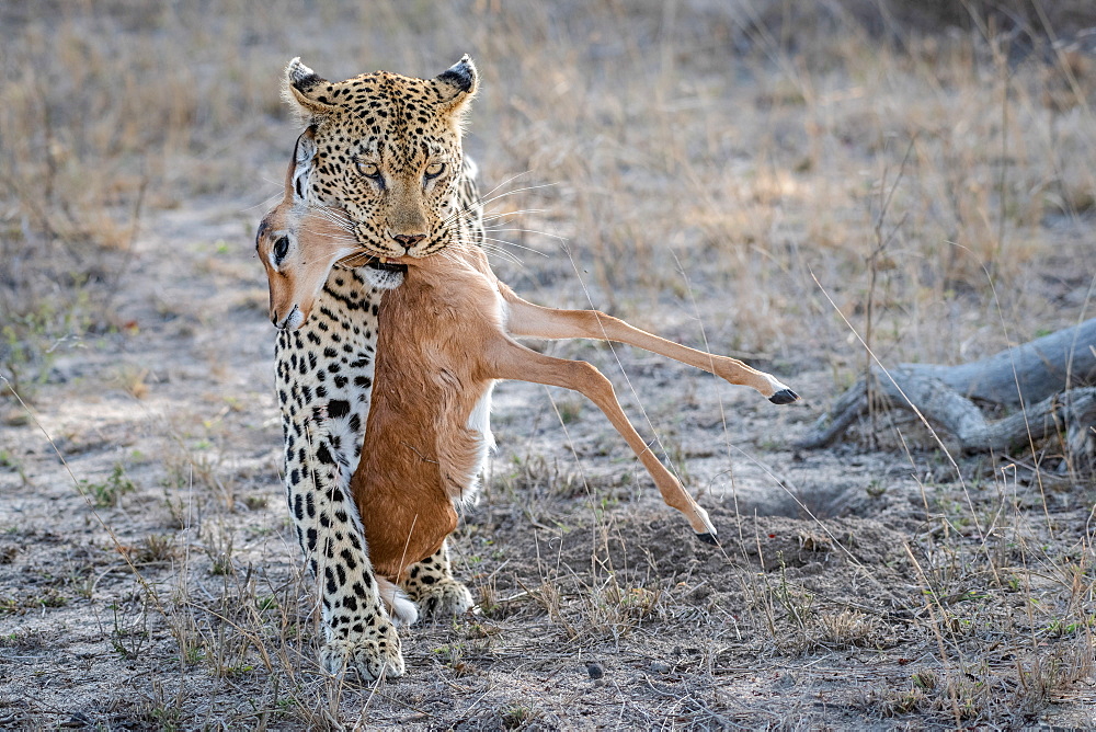 A leopard, Panthera pardus, walks towards the camera, holding an impala calf carcass in its mouth, Aepyceros melampus, Sabi Sands, Greater Kruger National Park, South Africa