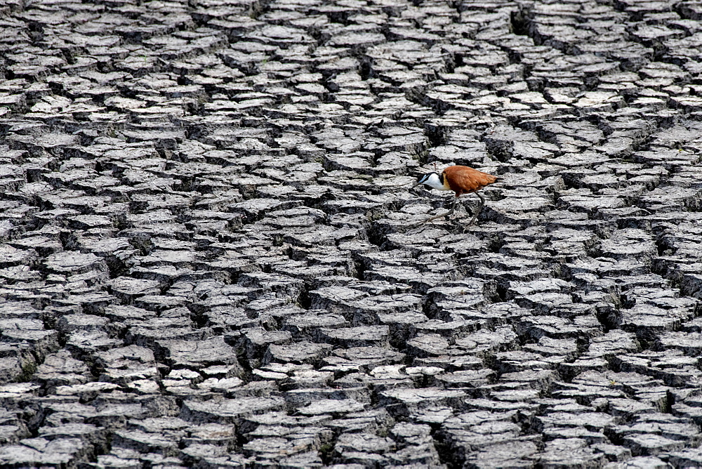 An African jacana, Actophilornis africanus, walks in dry cracked mud, Sabi Sands, Greater Kruger National Park, South Africa