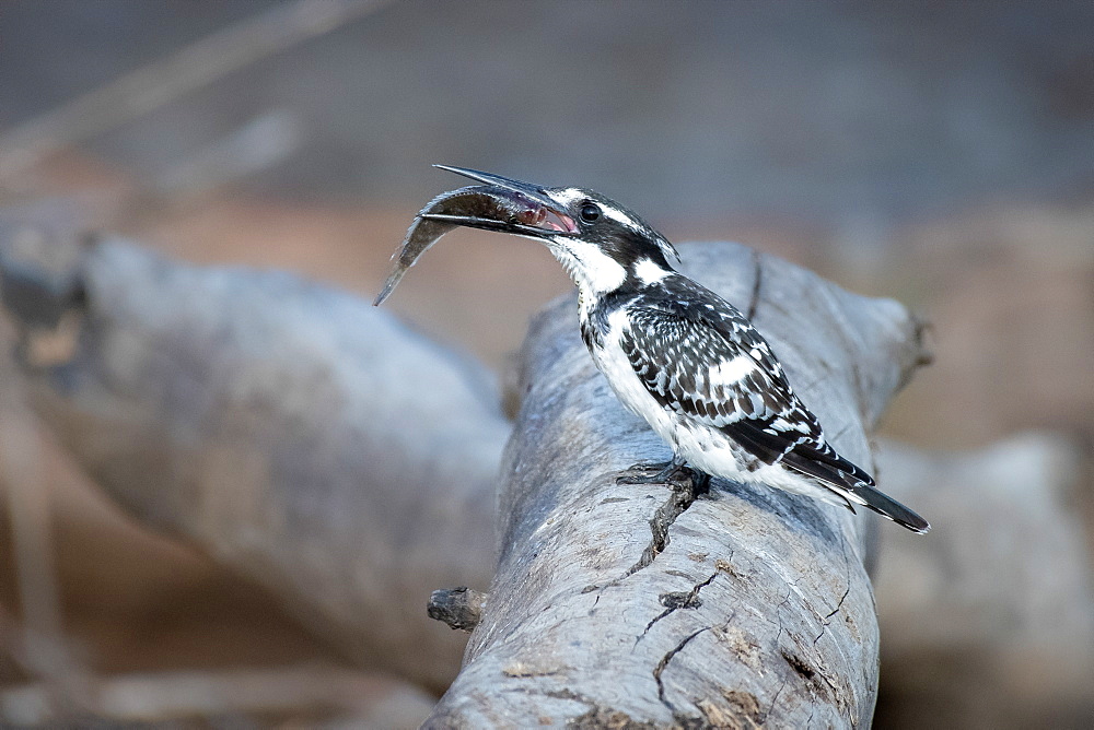 A side view of a pied kingfisher, Ceryle rudis, standing on a log, holding a fish between its beak, Sabi Sands, Greater Kruger National Park, South Africa