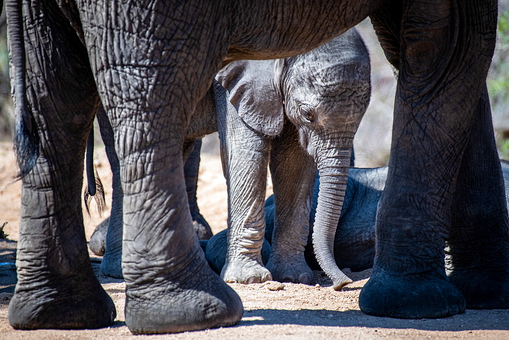 An elephant calf, Loxodonta africana, is framed by the legs of its mother, looking down, Sabi Sands, Greater Kruger National Park, South Africa