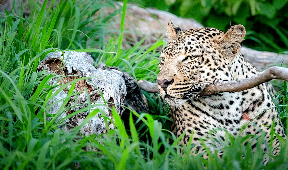 A leopard, Panthera pardus, lying down resting its head on a branch, ears back, Sabi Sands, Greater Kruger National Park, South Africa