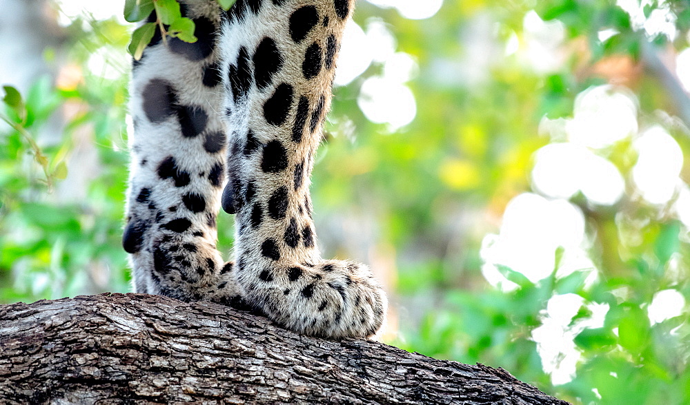 A leopard's front paws, Panthera pardus, on the bark of a tree, Sabi Sands, Greater Kruger National Park, South Africa