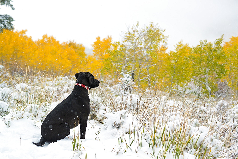 A black Labrador dog in snow, Uinta National Forest, Utah, USA