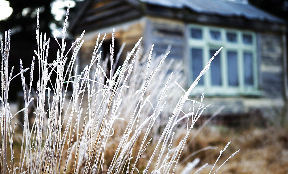 Close up of grass, building exterior in the background
